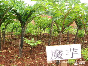 魔芋是什么植物,魔芋是什么植物