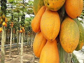 木瓜的种植时间及方法,台湾水果木瓜的种植方法