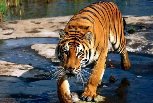 江西多人看见野生华南虎,为何专家还说它们灭绝了 问题出在哪