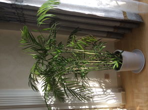 室内养竹子 这竹子叫什么名字 