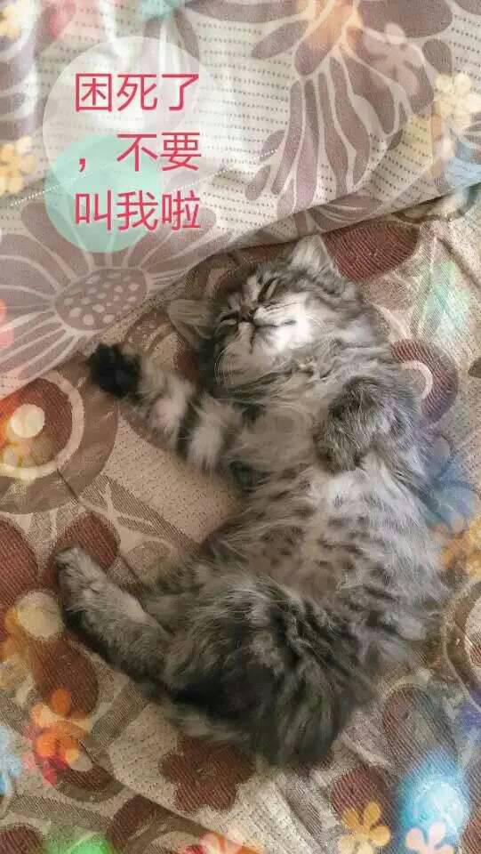 这只猫大概值多少钱,长毛虎斑 