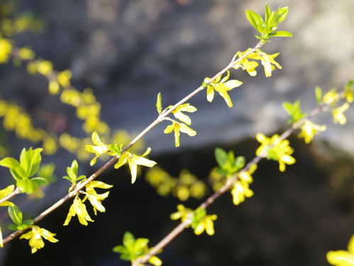 花红柳绿四季春是哪个生肖