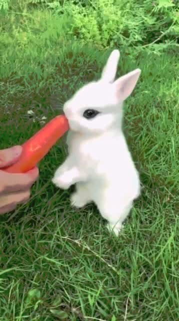 小白兔太可爱了,我也好想养一只啊 