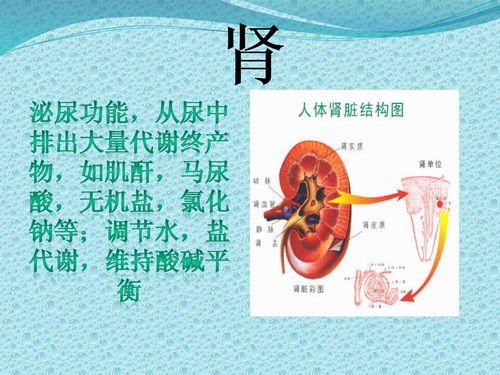 五脏六腑的拼音