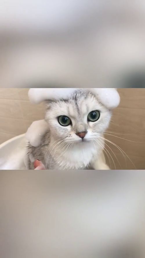 为了给猫洗澡真的是太不容易了 洗澡还行,吹毛就像干仗一样 