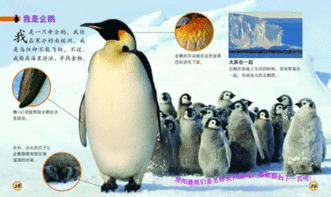 动物宝宝写真 企鹅 组图 2