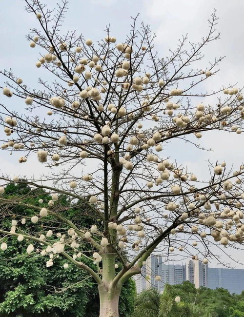 棉花长树上 这些 小可爱 来圈粉啦