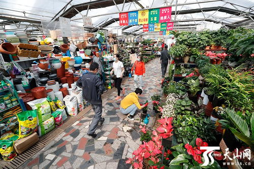 乌鲁木齐明珠花卉市场开业, 花市逛一圈,感觉很美好