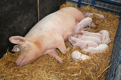 大型养猪场都在用的分娩及哺乳母猪精细化饲喂方法,你不学一下