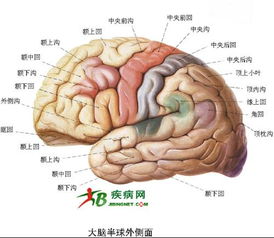 人的大脑左右半球，分别掌管着人类的那些功能(人的大脑左右半球,分别掌管着人类的那些功能是什么)
