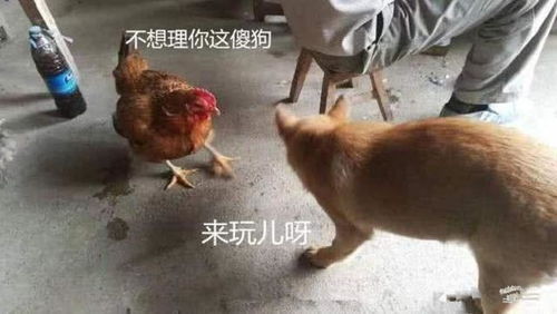 为何总说 鸡犬不宁 它们之间难道有恩怨 看完让人笑掉大牙