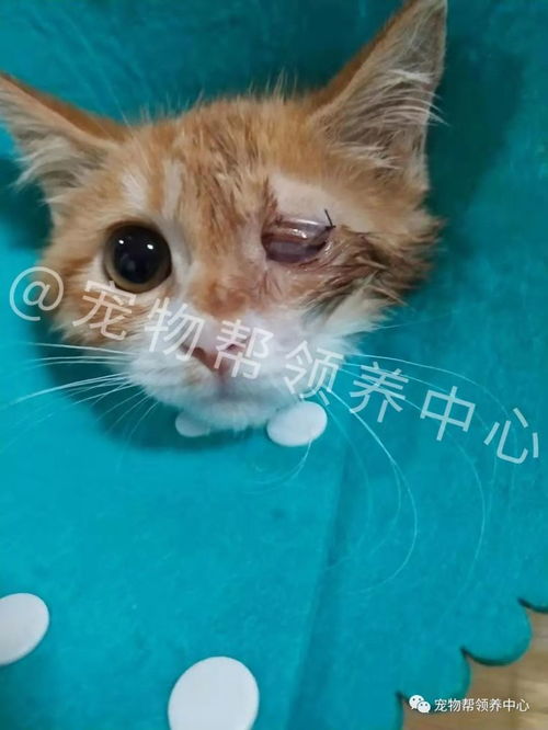 小猫感染支原体病毒,导致眼睛发炎,医生说可能要摘除眼球了