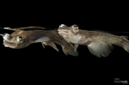 亚马逊河里的四眼鱼,命中注定有一条雌鱼配对,否则无法交配