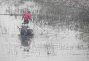 竹竿往河里捅,小鱼全浮上来,捕鱼 神器 遭唾弃 