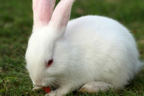 兔子能吃生菜吗 