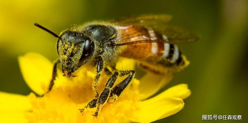 体长5公分 美国华盛顿突现亚洲大黄蜂,为什么令专家忧心忡忡