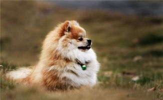 寿命最长的5种狗狗,第一种能活15年,藏獒能活20年
