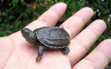 草龟怎么养更有灵性,中华草龟多大开始养有灵性？