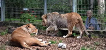 德国的老虎狮子从动物园跑出来啦 围观群众很震惊 