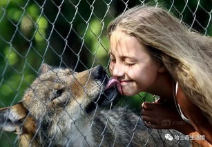 白俄罗斯一农家将几只狼当宠物养,女儿称和狗狗没什么两样 