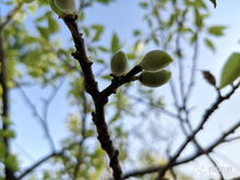 酸枝头是什么意思