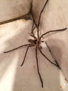 我家厕所里有个大蜘蛛 这是什么蜘蛛 