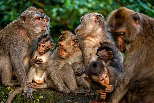 为什么现在的猴子不再进化