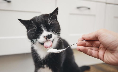 猫咪为何突然没食欲 5种可能性,问题都不大,你家猫也这样吗