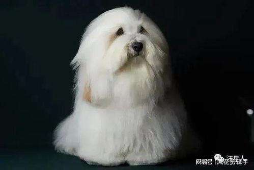 从贵族公主到二百斤胖狗,可能只是换了个发型