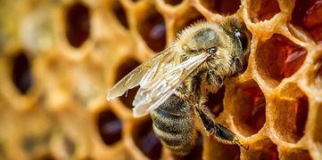 明白了蜜蜂是如何采集花蜜的,你就知道枣花蜜和百花蜜哪个好 