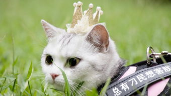 猫猫公主