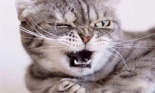 用激光笔逗猫会有危害吗 会不会损害猫眼睛