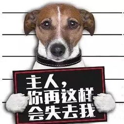 高陵养狗人士 史上最严养狗令已出台,西安已有8人被吊销犬证 你也快来看看吧