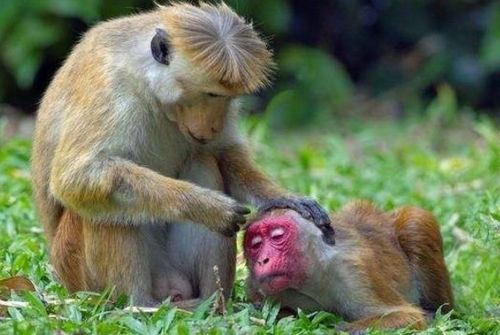 猴猴猴 的晚年宿命,特别是68年的,佛说一切都是天意