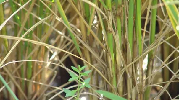水稻叶梢上有水渍状椭圆形病斑是什么病害,水稻叶片上有黑斑怎么回事