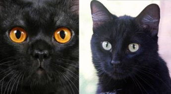 孟买猫和黑猫的区别 初次养猫养什么品种好 