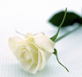 白色玫瑰代表什么,玫瑰各个颜色代表什么？玫瑰送多少朵比较合适？