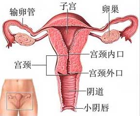 图文结合 360度展示女性阴道结构