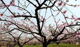 三月花开满城,去湖北这些风水宝地赏花吧 