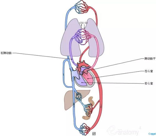 精确心脏解剖图,极好 转发给医院的同志们