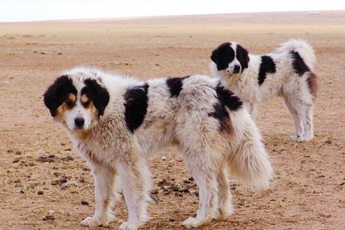 草原猛犬并非只有藏獒,这4种草原猛犬堪称 屠狼机器