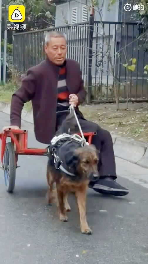 陕西西安 大爷将流浪狗当成坐骑,让狗拉着100多斤跑5公里