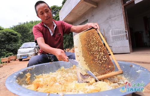 泰和 蜂蜜飘香收割忙 多图