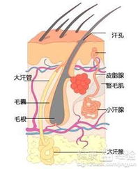 腋臭大汗腺切除后副作用(腋臭微创大汗腺清除术)