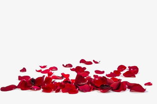 红玫瑰花瓣图片素材图片免费下载 高清装饰图案png 千库网 图片编号4022514 