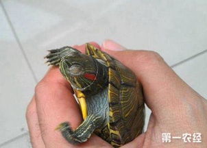 巴西龟怎么养才不会死掉？