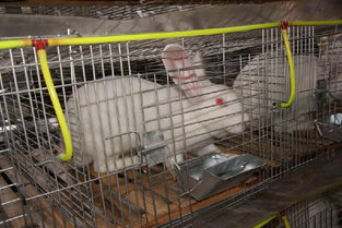卓资肉兔笼生产厂家信誉高而且产品质量达标