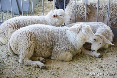 养羊怎么赚钱,在农村养殖再也不用害怕了