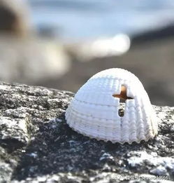 小小的贝壳,藏着大大的秘密