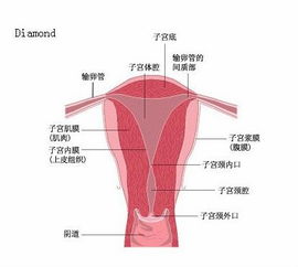 子宫内膜的正常厚度，子宫内膜正常厚度是多少